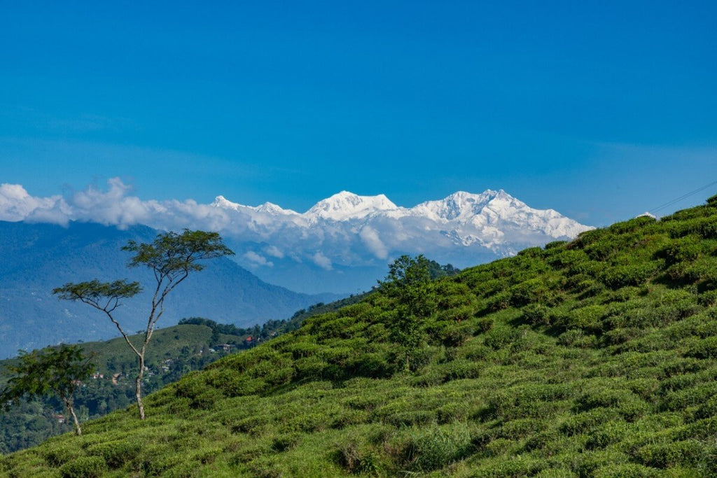 Beautiful tea garden in the hills of Darjeeling located in the foothills of the Himalayas